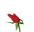 Une fleur pour toi